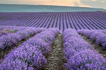 Fototapeta na wymiar Landscape with a lavender field stretching beyond the horizon