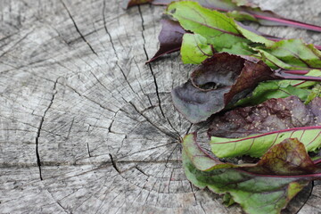 red fresh beet leaves