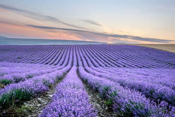 Naklejka na ściany i meble Beautiful lavender field with long purple rows