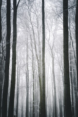 Nebliger Wald im Winter