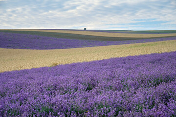 Naklejka na ściany i meble Rural landscape with fields of purple lavender and golden wheat