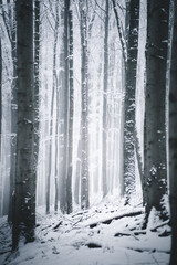Mystischer Wald im Nebel mit Schnee bedeckt, im Winter