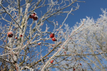 Red rose hips on a frosty morning