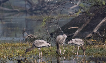 Painted Stork (Mycteria leucocephala) Juvenile bird searching food in water body.