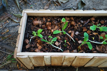 Growing zucchini courgette plant sprouts in wooden pot
