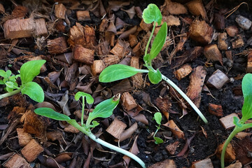 Growing zucchini courgette plant sprouts in wooden pot