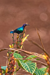 Tropical Splendid Sunbird (Cinnyris coccinigaster) Sitting on a flower