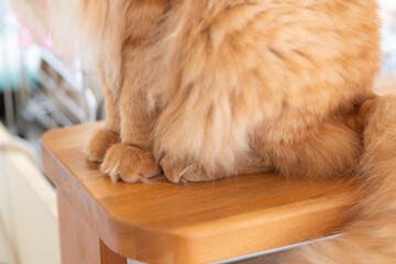 猫の足元　茶トラ猫