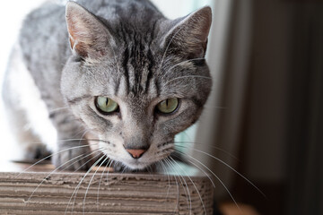 見つめる猫　サバトラ猫
