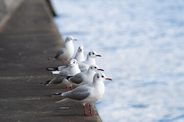 堤防にとまったカモメの群れ