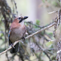 Eurasian jay