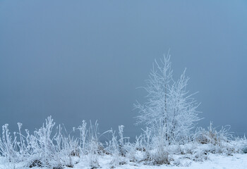 Trees covered with frost by Lake Oyeren in Norway