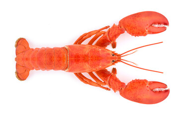 Cooked European common lobster isolated on a white background.