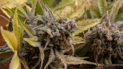 Fresh Marijuana Flowers, Close Up Shot