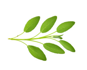 Top view of Sage herb isolated on white background