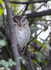 Indian scops owl (Otus bakkamoena) perched on tree in forest.