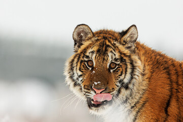 Fototapeta na wymiar young male Siberian tiger Panthera tigris tigris close-up portrait of the head as he licks