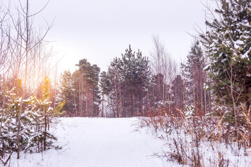 View of the snowy winter forest at sunset