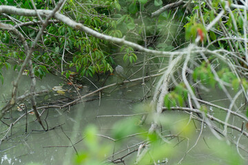 Bird fishing in a Mangrove in Malaysia