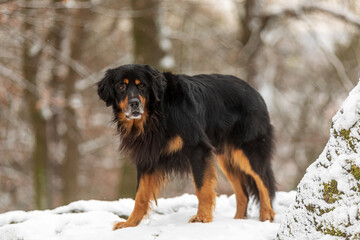 male black and gold Hovie in winter in the snow in the park