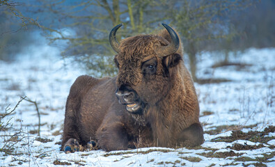 European bison resting on a snow meadow.