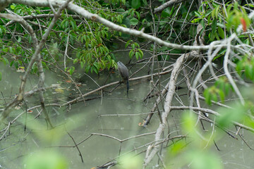 Bird fishing in a Mangrove in Malaysia