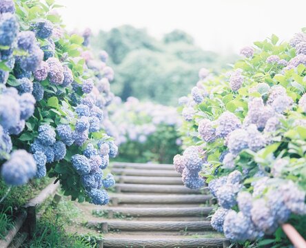 Purple-petaled cluster flowers
