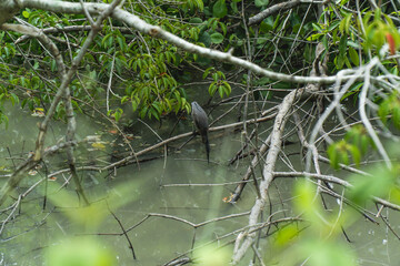 Bird fishing in a Mangrove in Malaysia