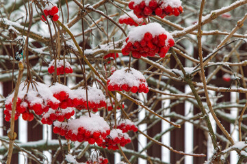 red juicy viburnum berries covered with snow and ice, selective focus, blur