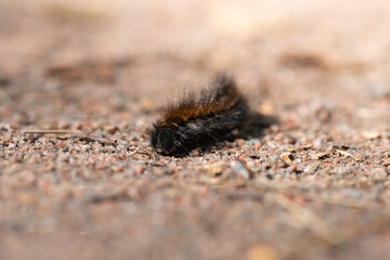 A hairy larvae crawling in the sand..