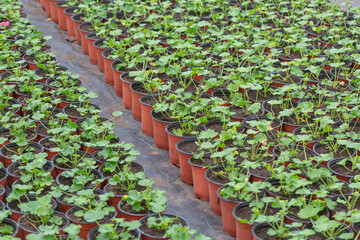 Neatly arranged red flower pots and seedlings in the farm
