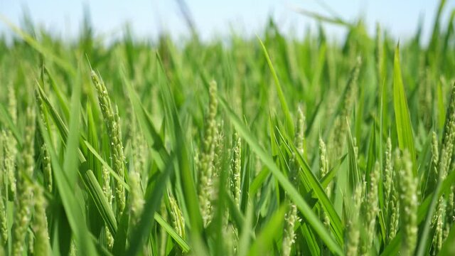 Green rice spikes growing on boundless agricultural field on sunny day in summer