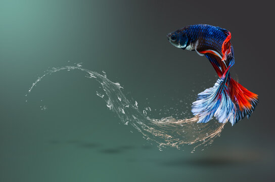 Blue betta fish in water splash