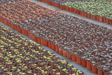 Neatly arranged red flower pots and seedlings in the farm
