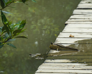 Mudfish in a Mangrove forest at a National Park in Malaysia