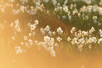White Narcissus pseudonarcissus, wild daffodil, in a field at sunset.
