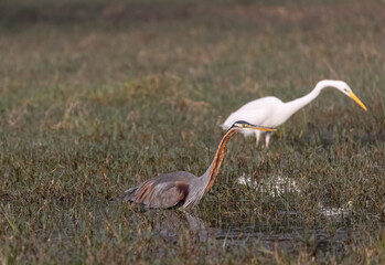 Purple heron (Ardea purpurea) in wetland for food.