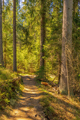 Sonnendurchfluteter Waldweg im Nationalpark Bayerischer Wald im Frühsommer. Hochformat