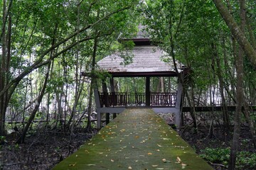 Views of a mangrove forest in a National Park in Malaysia