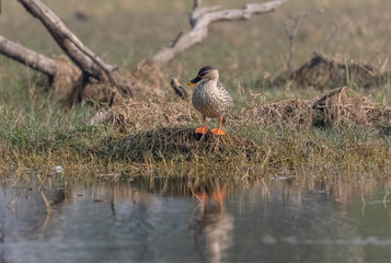Indian spot-billed duck (Anas poecilorhyncha) near water body.