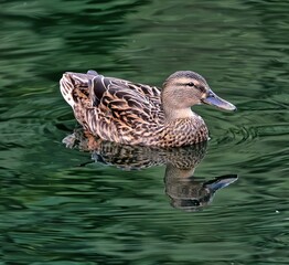 Female Mallard duck in dark brown against green water background. 