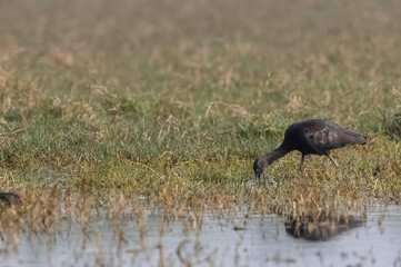 Glossy Ibis (Plegadis falcinellus) bird in searching food in wetland area.