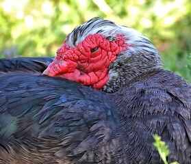 Close up of an almost sleeping Muscovy duck. Cairina moschata.