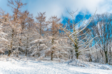 Beautiful snowy forest in the month of January in the Artikutza natural park in Oiartzun near San...