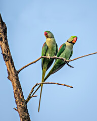 Indian ring-necked parakeet(Psittacula krameri)parrot sitting on dry tree branch.