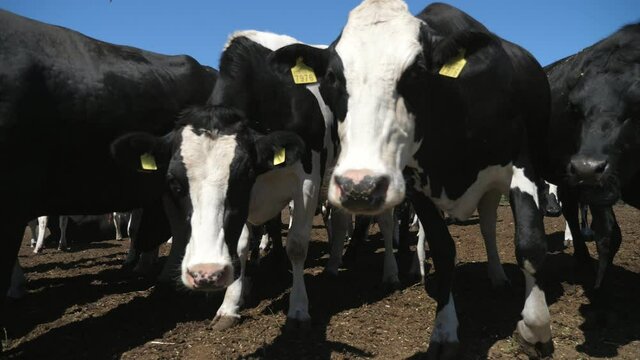 Curious black and white cow approaching camera on a big farm area in slo-mo 