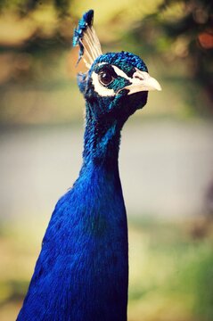 Blue peacock close-up