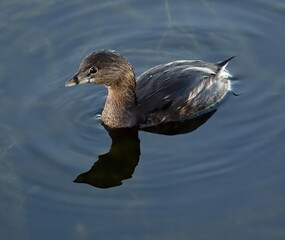 Pie-billed grebe floating upon the pond.