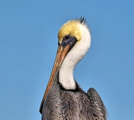 A neck and head shot of a mature Brown pelican with a cloudless blue sky background.