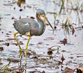 A single Tricolored heron desperate to find it's next meal while traipsing through the shallow waters of the pond.